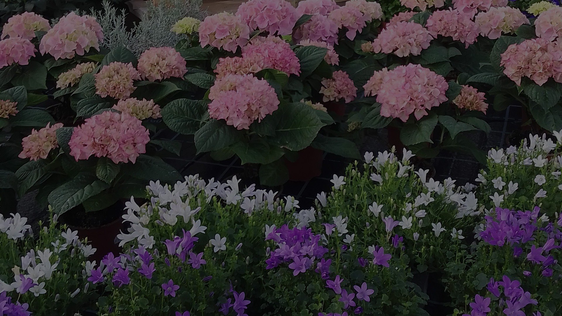 boettner - boettner_2025-1